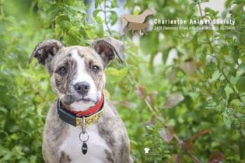 93677a Lindsey -  Terrier and Mixed Breed Dog for Adoption in North Charleston, South Carolina - 93677a Lindsey | PetCurious