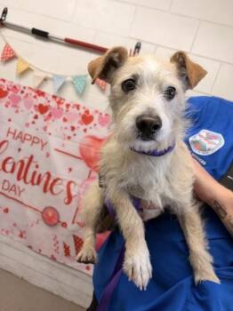Terrier Dogs Available for Adoption - SCOUT | PetCurious