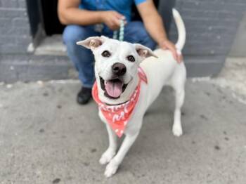 Alpine -  Mixed Breed Dog for Adoption in New York, New York - Alpine | PetCurious
