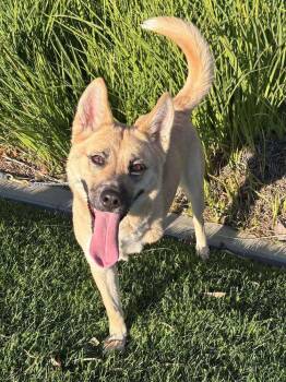 Rescue Golden Retriever and Mixed Breed Dogs for Adoption in Mission Viejo, California - Kiah | PetCurious