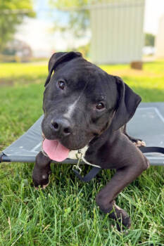 Rescue Mixed Breed Dogs for Adoption in Cincinnati, Ohio - Baldwin | PetCurious