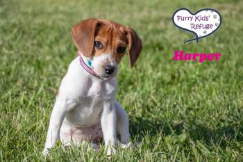Harper -  Beagle and Rat Terrier Dog for Adoption in Lee