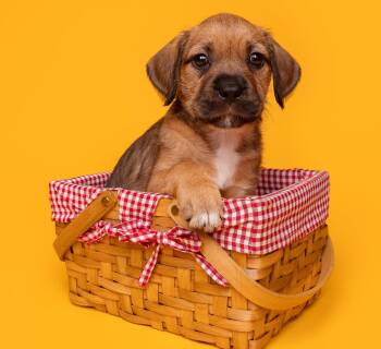 Beagle and Scottish Terrier Dogs Available for Adoption in Palo Alto, California - Picnic: Croquet | PetCurious