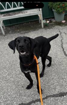 Bentley -  Labrador Retriever and German Shorthaired Pointer Dog for Adoption in Fremont, Nebraska - Bentley | PetCurious