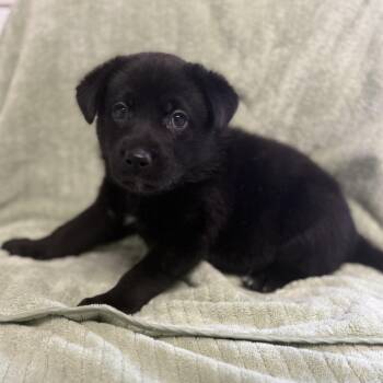 Labrador Retriever and Mixed Breed Dogs Available for Adoption in St. Peters, Missouri - Ravioli | PetCurious