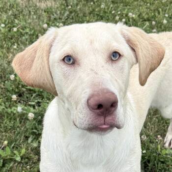 Marble Muffin -  Yellow Labrador Retriever Dog for Adoption in Auburn, Nebraska - Marble Muffin | PetCurious