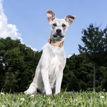 Phineas -  Mixed Breed Dog for Adoption in Franklin, Tennessee - Phineas | PetCurious