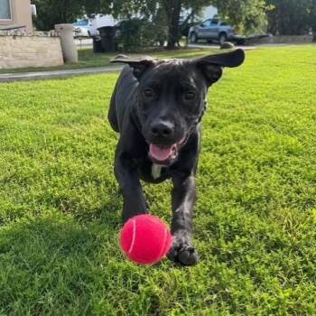 Jackson -  Labrador Retriever Dog for Adoption in Williston, Vermont - Jackson | PetCurious