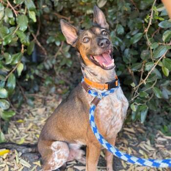 Brownie -  Australian Cattle Dog Blue Heeler and Australian Kelpie Dog for Adoption in Goleta, California - Brownie | PetCurious