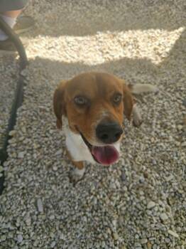 Beagle Dogs Available for Adoption in Odessa, Florida - Barney B | PetCurious