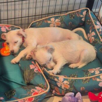 Jack -  Chihuahua and Cockapoo Dog for Adoption in Vienna, Ontario - Jack | PetCurious