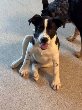 Booger -  Border Collie Dog for Adoption in Bend, Oregon - Booger | PetCurious