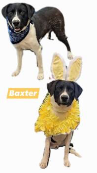Black Labrador Retriever Dogs Available for Adoption in Manhattan, Kansas - Baxter | PetCurious