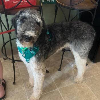 Persephone -  Standard Poodle Dog for Adoption in Marseilles, Illinois - Persephone | PetCurious