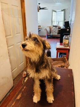 Sara -  Schnauzer and Terrier Dog for Adoption in Joshua, Texas - Sara | PetCurious