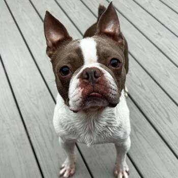 Ulysses -  Boston Terrier Dog for Adoption in Brockport, New York - Ulysses | PetCurious