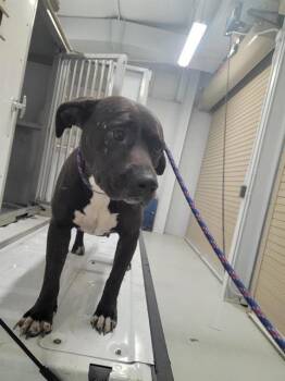 Rescue Pit Bull Terrier Dogs for Adoption - MITTENS | PetCurious