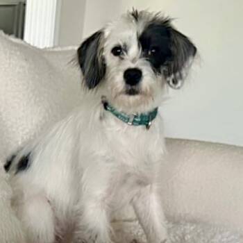 Rescue Terrier and Mixed Breed Dogs for Adoption in La Grange, Kentucky - Dottie | PetCurious