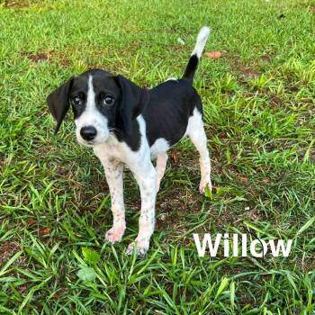 Willow -  German Shorthaired Pointer Dog for Adoption in Myrtle Beach, South Carolina - Willow | PetCurious