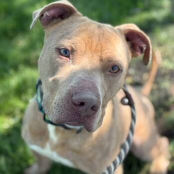 Rescue Pit Bull Terrier Dogs for Adoption in Mount Laurel Township, New Jersey - Jalen Carter | PetCurious