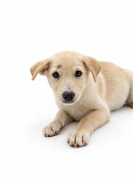 Toffee -  Labrador Retriever and Mixed Breed Dog for Adoption in Bowling Green, Kentucky - Toffee | PetCurious