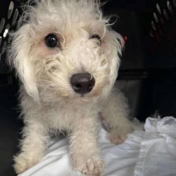 Bichon Frise Dogs Available for Adoption in Albert Lea, Minnesota - Marshall | PetCurious