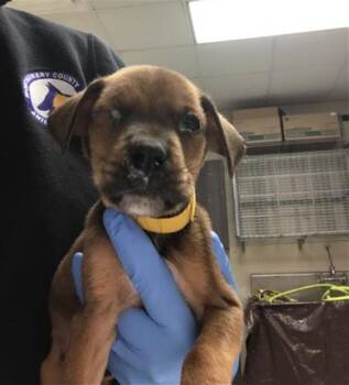 Black And Tan Coonhound Dogs Available for Adoption - MARCUS | PetCurious
