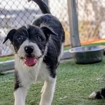 Terrier Dogs Available for Adoption in Ridgecrest, California - 26-21C | PetCurious