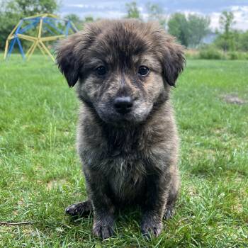 Cadence -  Retriever and Australian Shepherd Dog Available for Adoption in Minneapolis, Minnesota - Cadence | PetCurious
