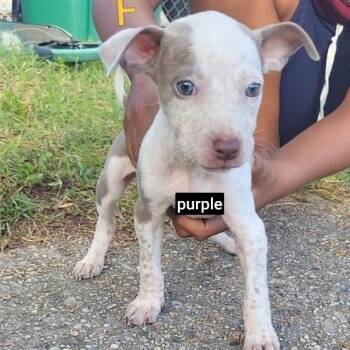 Churro -  German Shorthaired Pointer and Mixed Breed Dog for Adoption in New Orleans, Louisiana - Churro | PetCurious