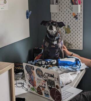 Gigi -  Boston Terrier and Miniature Pinscher Dog for Adoption in Arlington, Virginia - Gigi | PetCurious