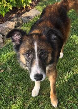 Rick -  Australian Shepherd Dog for Adoption in Campbellsville, Kentucky - Rick | PetCurious