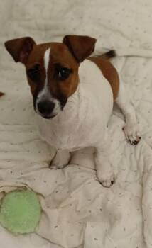 Ozzy -  Jack Russell Terrier Dog for Adoption in Upper Sandusky, Ohio - Ozzy | PetCurious