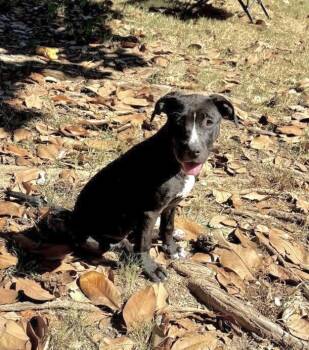 STELLA -  Terrier Dog for Adoption in Southaven, Mississippi - STELLA | PetCurious
