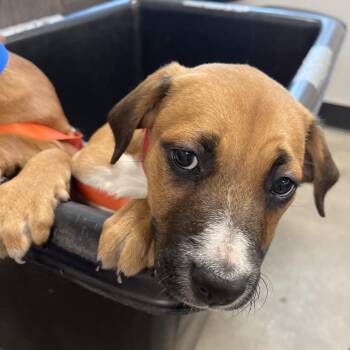 Terrier and Boxer Dogs Available for Adoption - Yogi | PetCurious