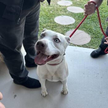 Shepherd Dogs Available for Adoption - Nova | PetCurious