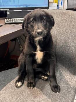 Australian Shepherd and Labrador Retriever Dogs Available for Adoption in North Reading, Massachusetts - Kiwi | PetCurious