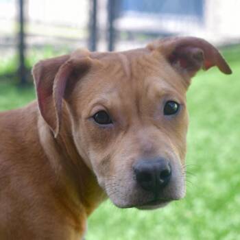 Maverick -  Pit Bull Terrier Dog for Adoption in Ottawa, Kansas - Maverick | PetCurious