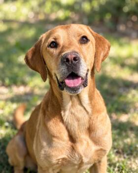 Salim- the ball loving goofball -  Canaan Dog and Labrador Retriever Dog for Adoption in Franklin Township, New Jersey - Salim- The Ball Loving Goofball | PetCurious