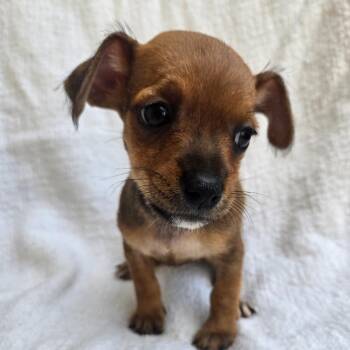 Puppy1 -  Chihuahua Dog for Adoption in Calimesa, California - Puppy1 | PetCurious