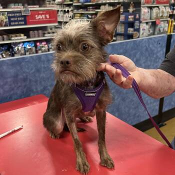 Rescue Cairn Terrier and Boston Terrier Dogs for Adoption in Tulsa, Oklahoma - Paddy | PetCurious