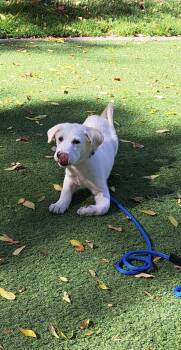 Gus -  Labrador Retriever and Great Pyrenees Dog for Adoption in Bothell, Washington - Gus | PetCurious