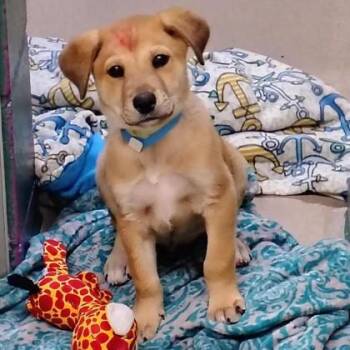 Labrador Retriever and Mixed Breed Dogs Available for Adoption - Rusty | PetCurious