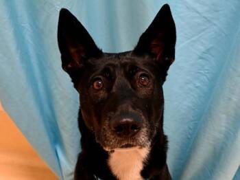 Rescue Australian Kelpie and Siberian Husky Dogs for Adoption in Portland, Oregon - Izzy | PetCurious