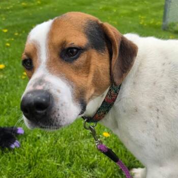 Beagle and Cattle Dog Dogs Available for Adoption in Middlebury, Vermont - Max | PetCurious