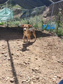 SUMMIT -  Shepherd Dog for Adoption in Broomfield, Colorado - SUMMIT | PetCurious