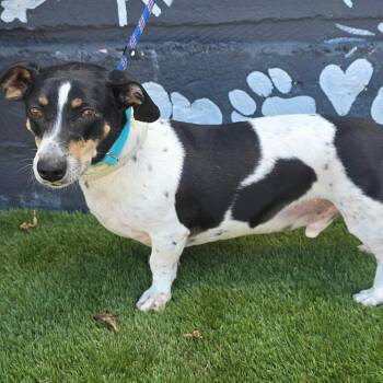 FOSTER NEEDED - Flash -  Dachshund and Mixed Breed Dog for Adoption - FOSTER NEEDED - Flash | PetCurious