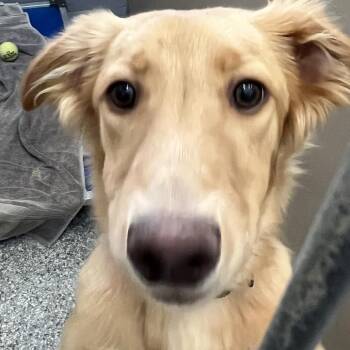 Stink -  Labrador Retriever Dog for Adoption in Taos, New Mexico - Stink | PetCurious