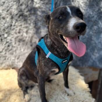 Rescue Cattle Dog Dogs for Adoption in San Diego, California - Sota | PetCurious