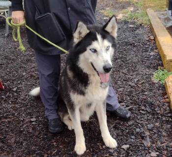 Rescue Siberian Husky Dogs for Adoption in Cumming, Georgia - Nuka | PetCurious